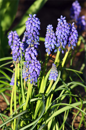 Purple hyacinth in evening sun