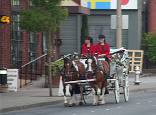 Horse drawn carriage in downtown Tacoma