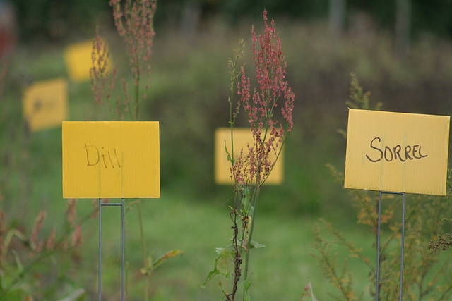 Aisles of herbs |